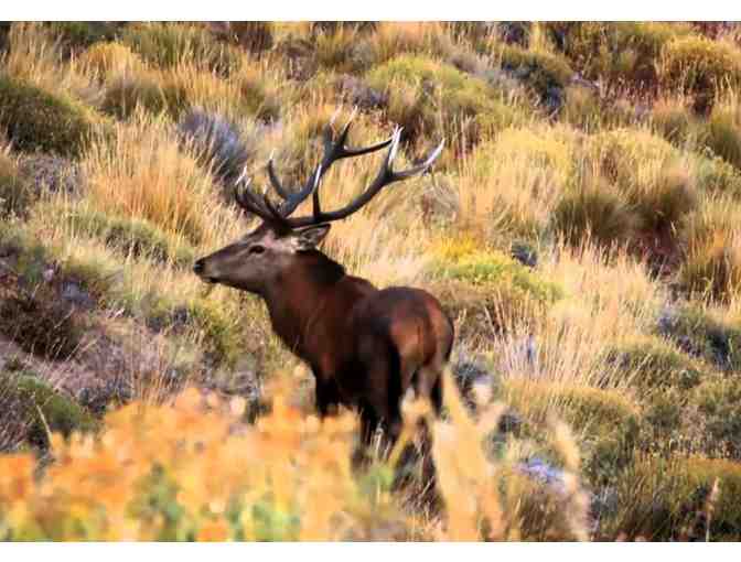 Exclusive Argentina Big Game Hunting Package for (2) Hunters