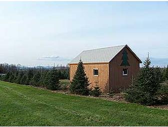 Breezy HIll Acres - Christmas Tree!