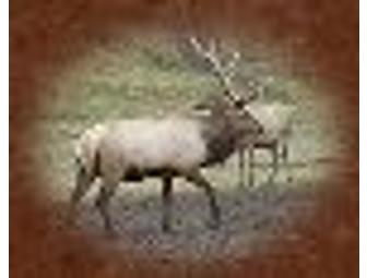 Derby Cow Palace - $20 Gift Certificate