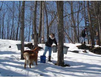 Hollister Hill Farm B&B - $50 Gift Certificate for Lodging or the Farm Store