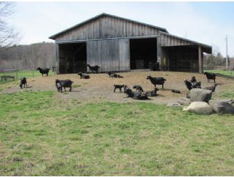 Tannery Farm Cashmeres - 2 pounds of Farm Raised Chevon Sausage & A Farm Tour