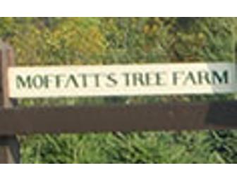 Moffatt's Tree Farm - Christmas Tree!