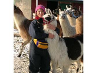 Mountain Fiber Folk Cooperative - $25 Gift Certificate