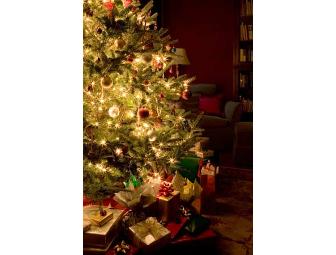 Tester's Tree Farm - O' Christmas Tree!