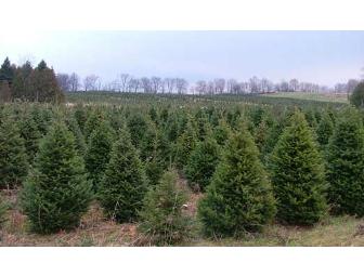 Tester's Tree Farm - O' Christmas Tree!