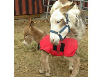 Sanderson's Wooden Bowls - $50 Gift Certificate