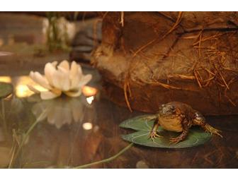 Fairbanks Museum & Planetarium - Family Fun Package!