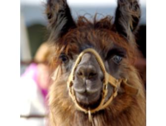 Celebrate Vermont Festival - 2 Weekend Passes to the 2013 Festival!