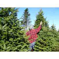 Woolsey's Christmas Trees