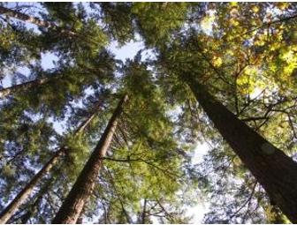 Ascending the Giants: 2-day Tree Climb for Two