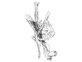 Tobe Sherrill Original: Split tail 3-piece collection