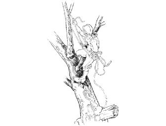 Tobe Sherrill Original: Split tail 3-piece collection