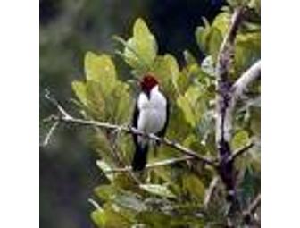 10 Day Peru Amazon Cruise for Two