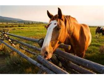 Wyoming Western Horseback and Wagon Family Adventure