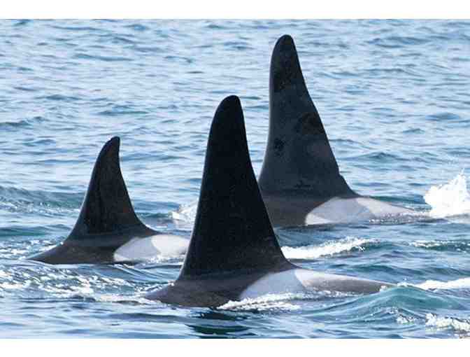 Washington Whale Watching for Four
