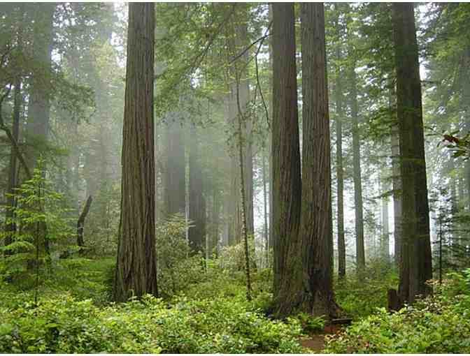 Redwood at the Ensemble Studio Theater