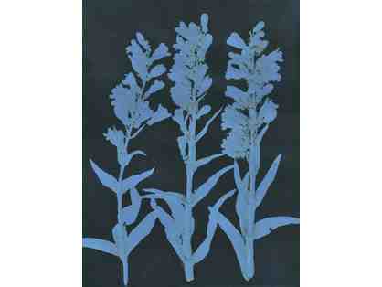 Collagraph, Rocky Mountain Bluebells, Blue