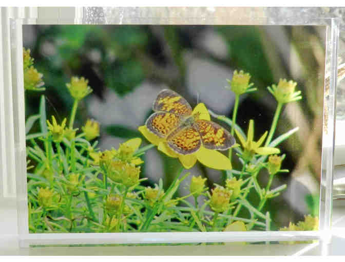Acrylic Block Photo - 5x7 - Butterflies - Photo 1