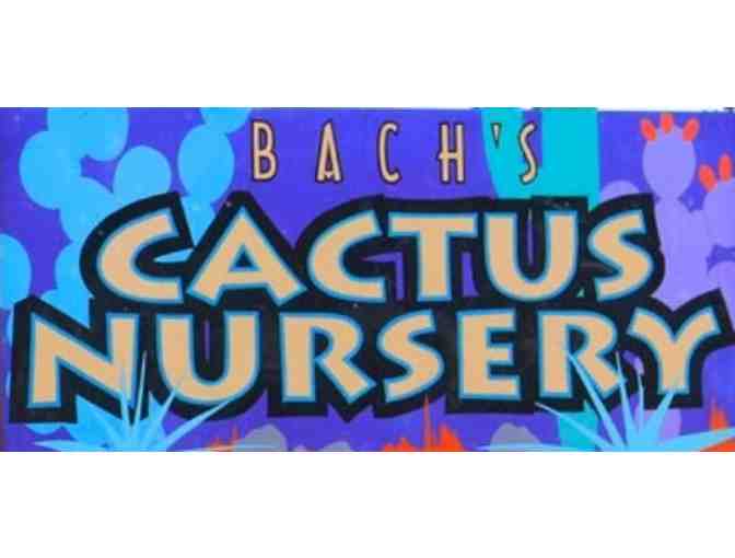 $50 Gift certificate to Bach's Cactus Nursery