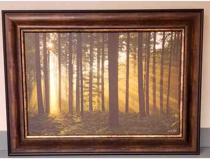 "Sunlit Trees" framed picture by Martin Podt Photography - Photo 1