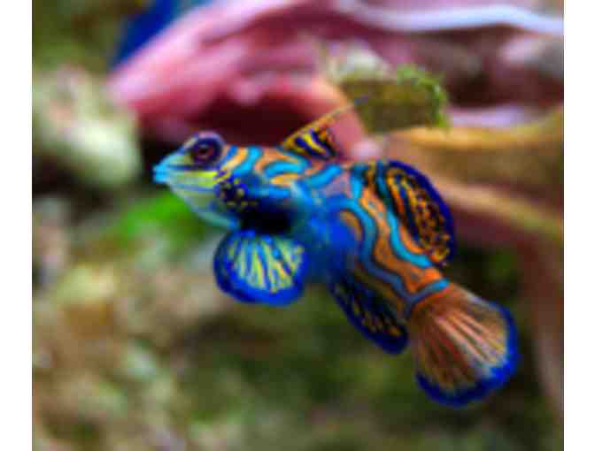 Mike's Feed and Pets - $25 Gift Certificate