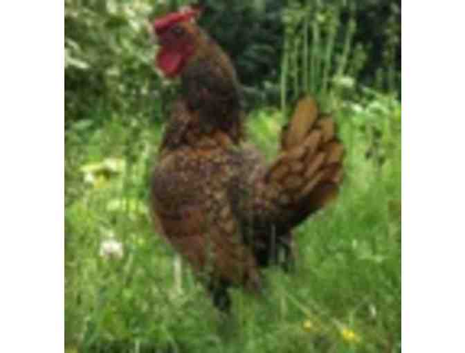 Mike's Feed and Pets - $25 Gift Certificate