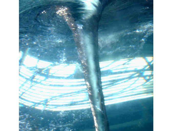 Exploratorium - Family Explorers Level Membership