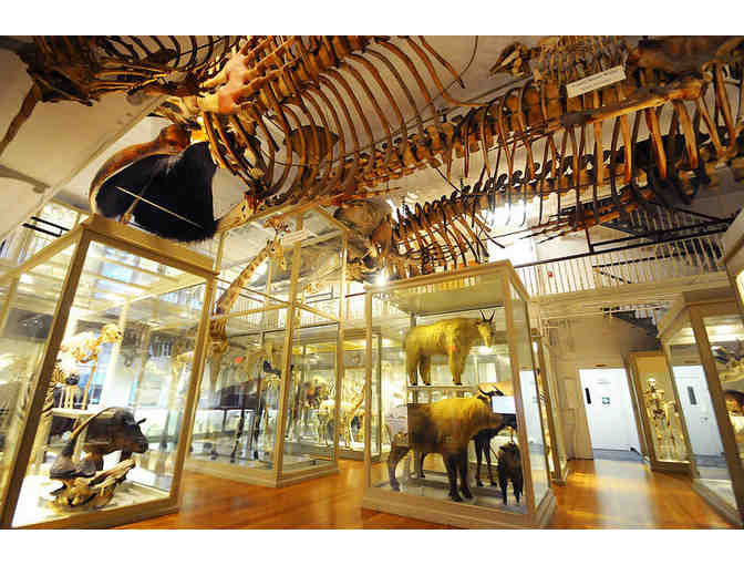 Harvard Museums of Science & Culture: 4 Admission Passes