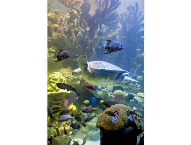 New England Aquarium: 2 Passes