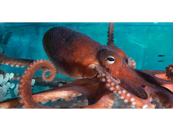 New England Aquarium: 2 Passes