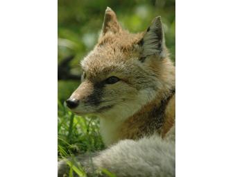 Behind-the-scenes tour for four at Endangered Wolf Center