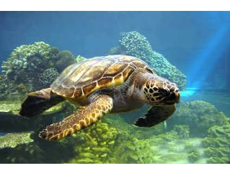 Four tickets to Shedd Aquarium in Chicago