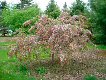 Angles Nursery & Landscaping - Weeping Crabapple Tree