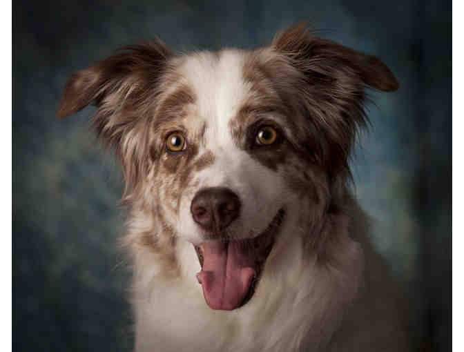 Mary Small Photography - Studio Pet Portrait Certificate