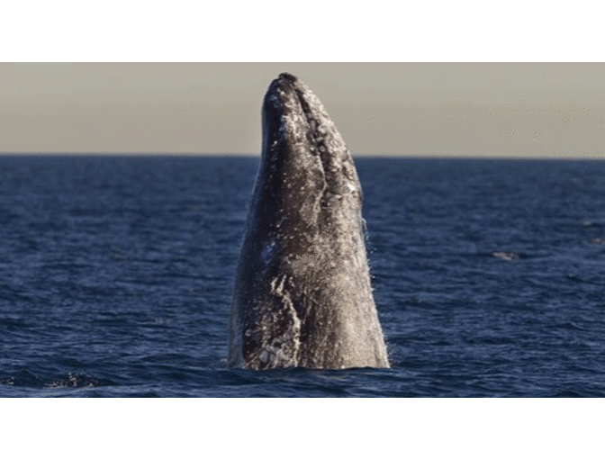 4 half day whale watching tickets with lunch in San Diego,Ca (Pacific Nature Tours)