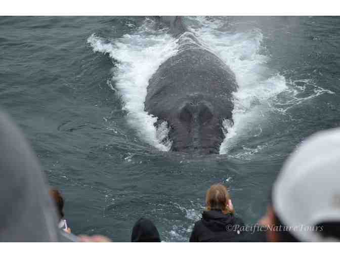 2 whale watching tickets in Newburyport MA + $100 FOOD CREDIT/ 4.5 STARS!!!