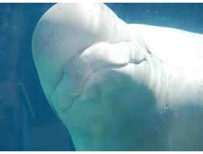 Mystic Adventure for 4