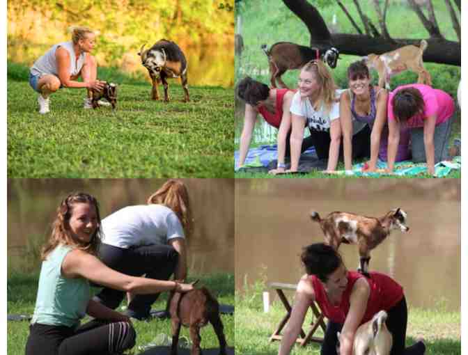 Goat Yoga Class or Stay at the Goatel in Alvin, TX