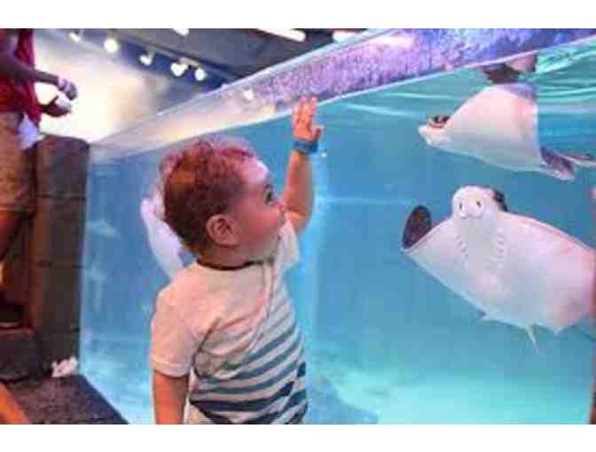 SeaQuest Interactive Aquarium Annual Family Pass (5) Pack