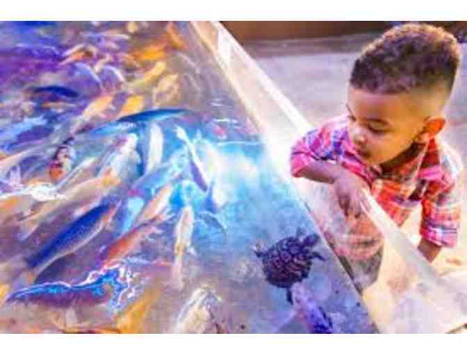 SeaQuest Interactive Aquarium Annual Family Pass (5) Pack