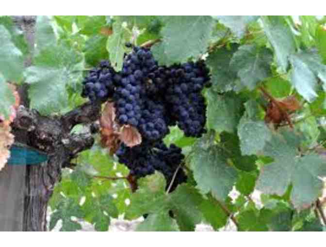 Diamond Mountain District -- Big Gems from Napa Valley's Smallest AVA