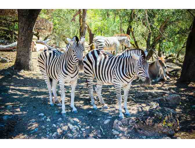 Safari West--The Spirit of Africa, in the Wine Country