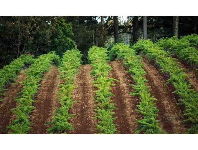 Theorem Vineyards -- Beauty and Spirit in a Magical Wine, for Four Guests