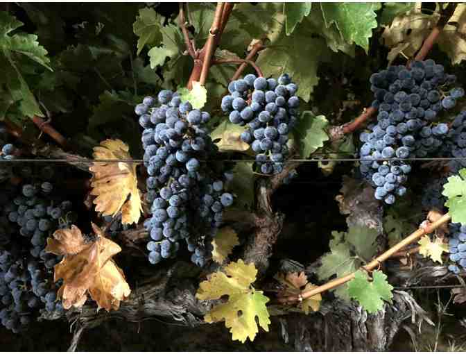 Jones Family Vineyards Cabernet Sauvignon, in Magnum