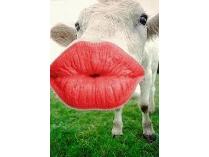 SUPERINTENDENT & PRINCIPALS KISSING A COW!!!!!!