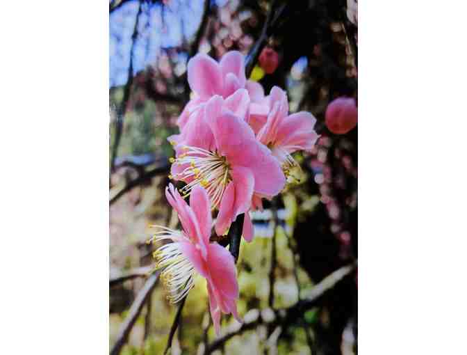 'First Flower' Photographic Print on Metal