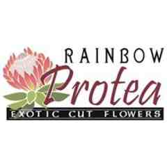 Rainbow Protea