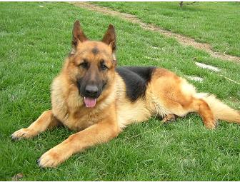 Club K-9 'While You're Away, Your Dog's At Play!'