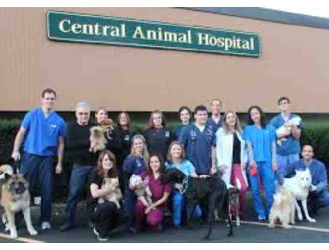 Pet Health Examination at Central Animal Hospital