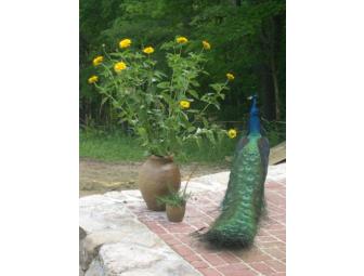 Wild Orchard Guest Farm